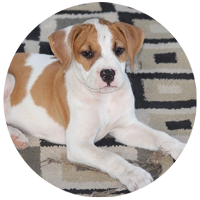 keeping pets cool and safe during hot weather